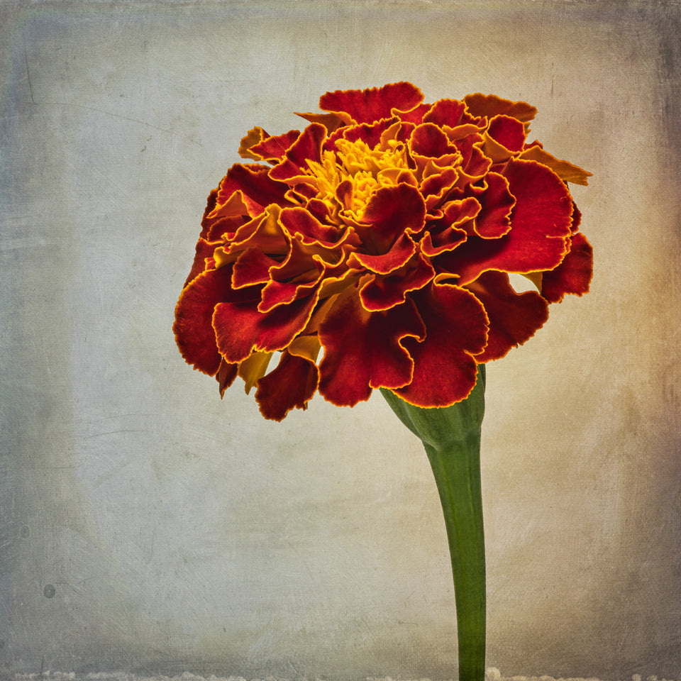 Marigold 1