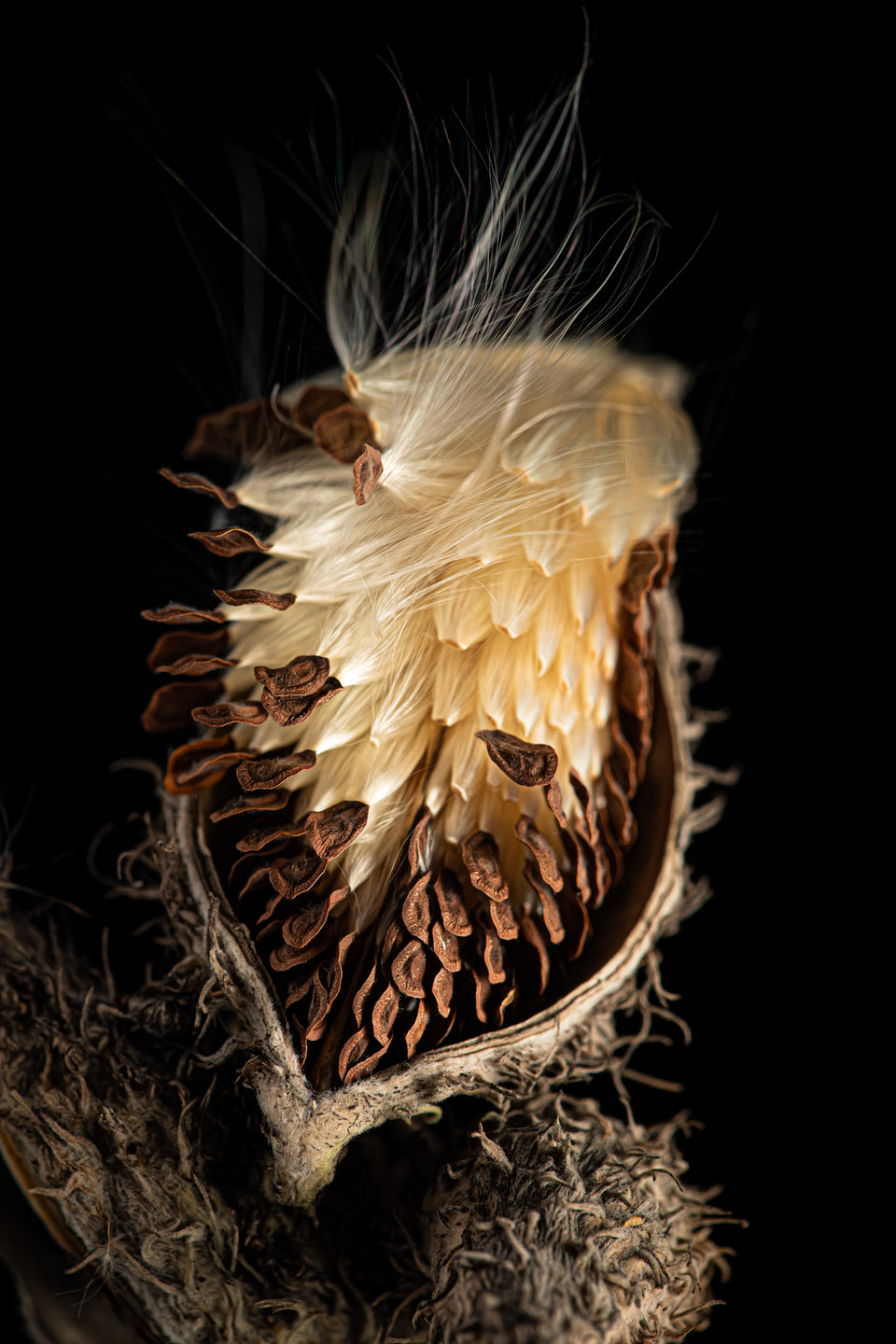 Milkweed 11