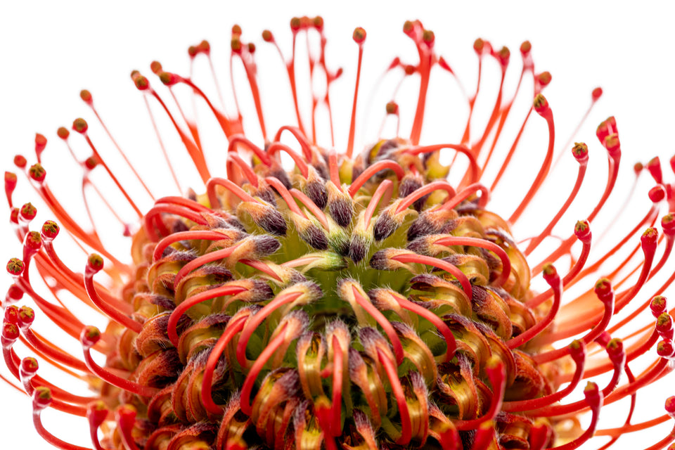Pincushion 3
