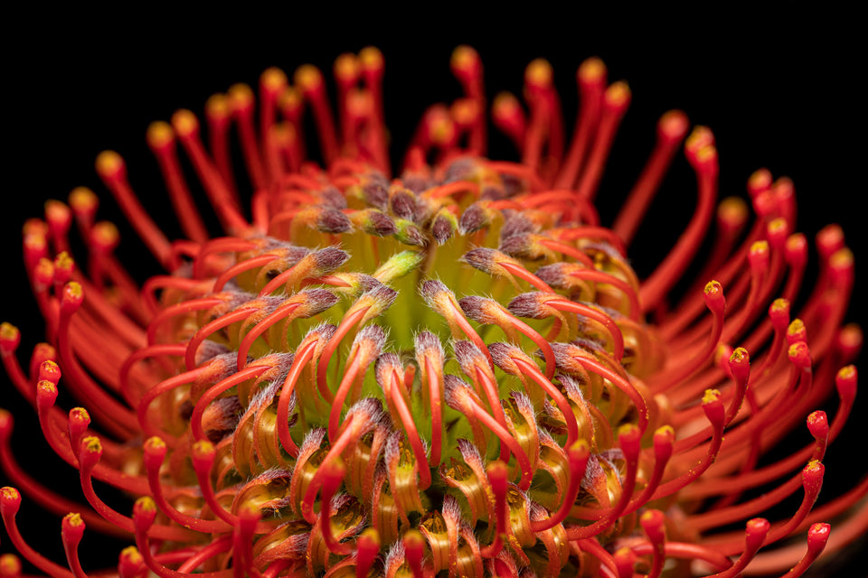 Pincushion 4