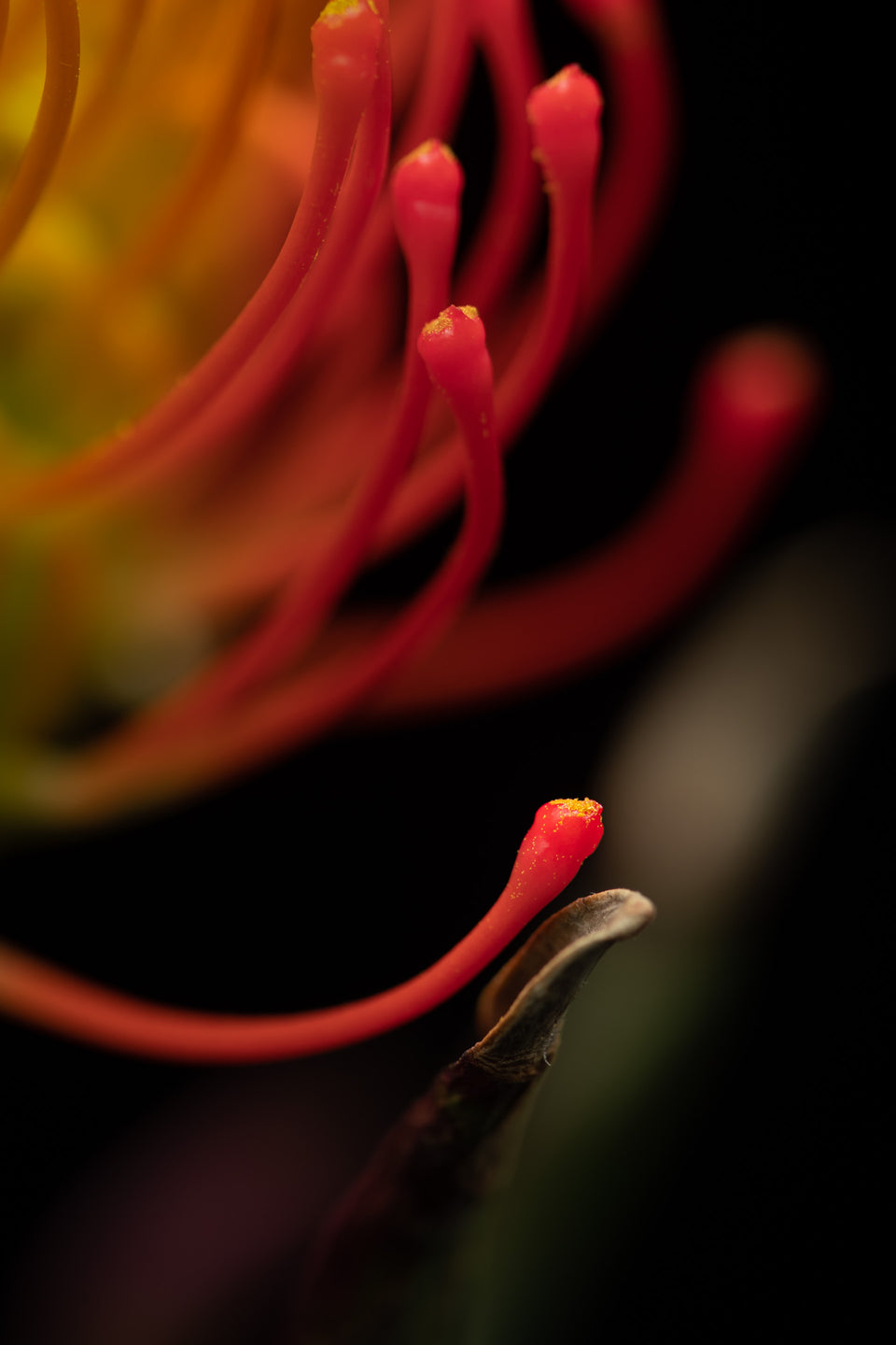 Pincushion 7