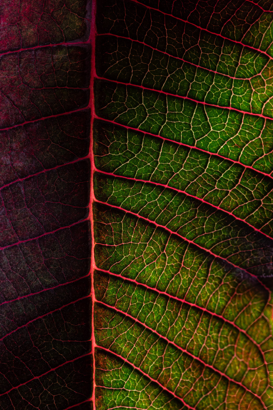Poinsettia 1