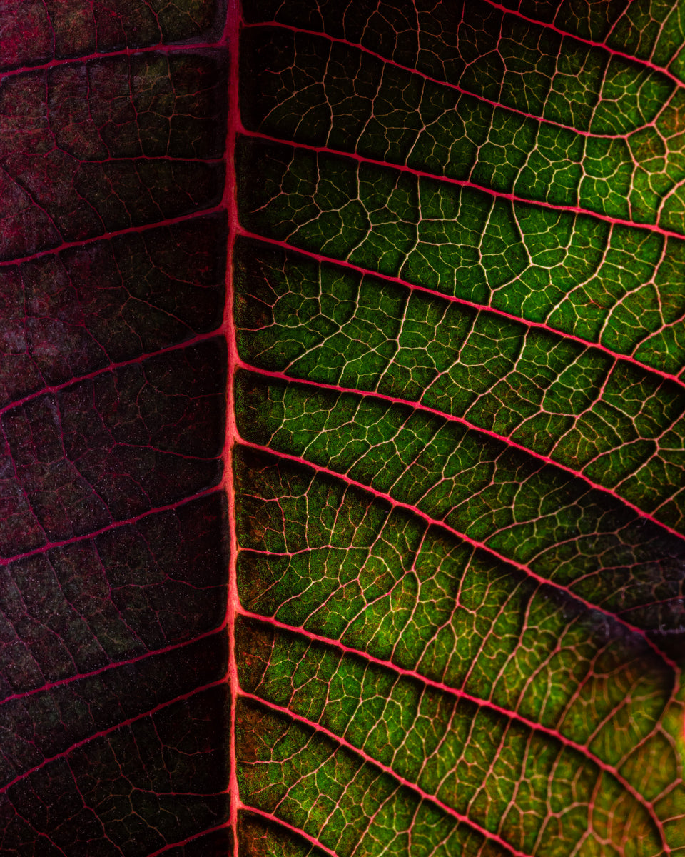 Poinsettia 1