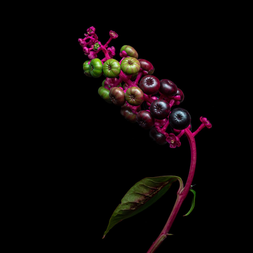Pokeweed 1