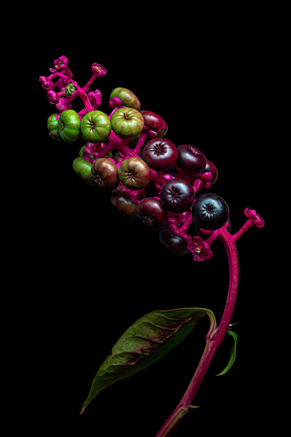 Pokeweed 1