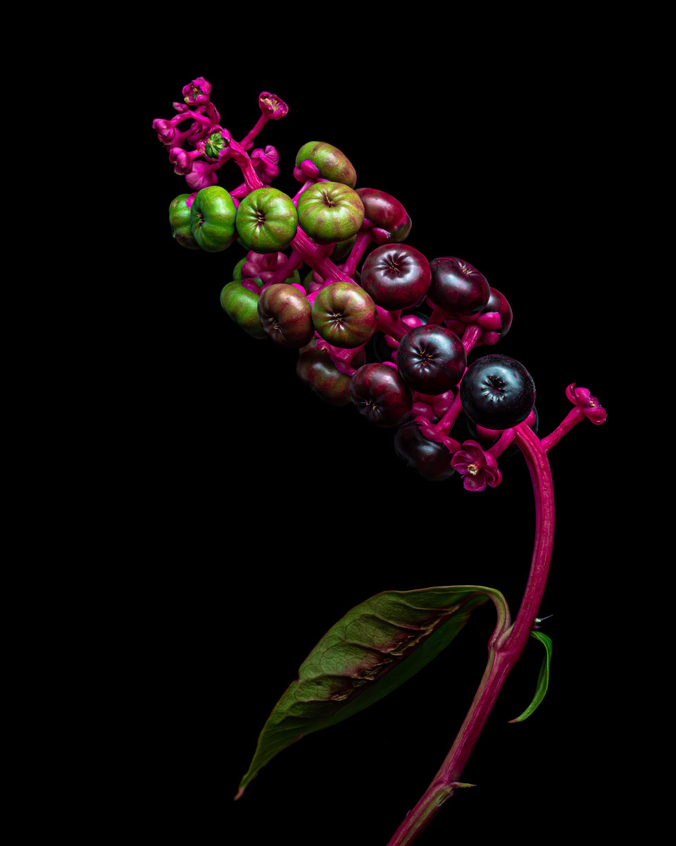 Pokeweed 1