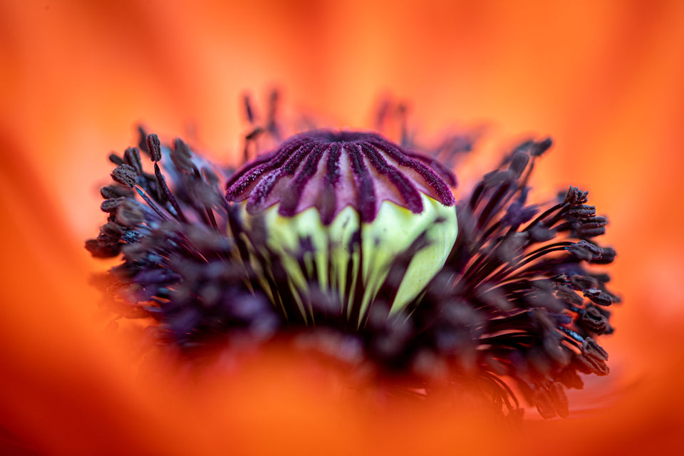 Poppy 10