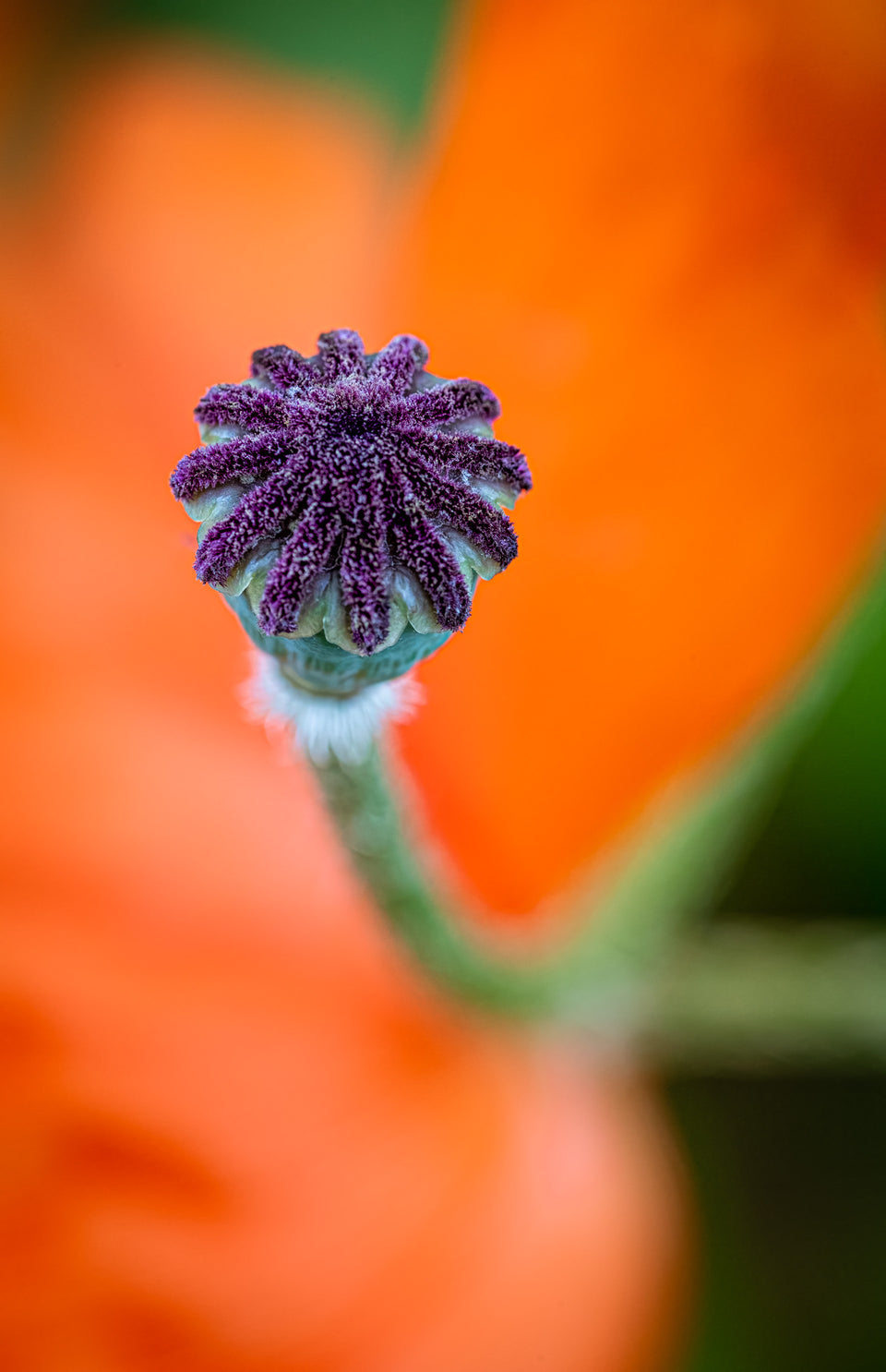 Poppy 11