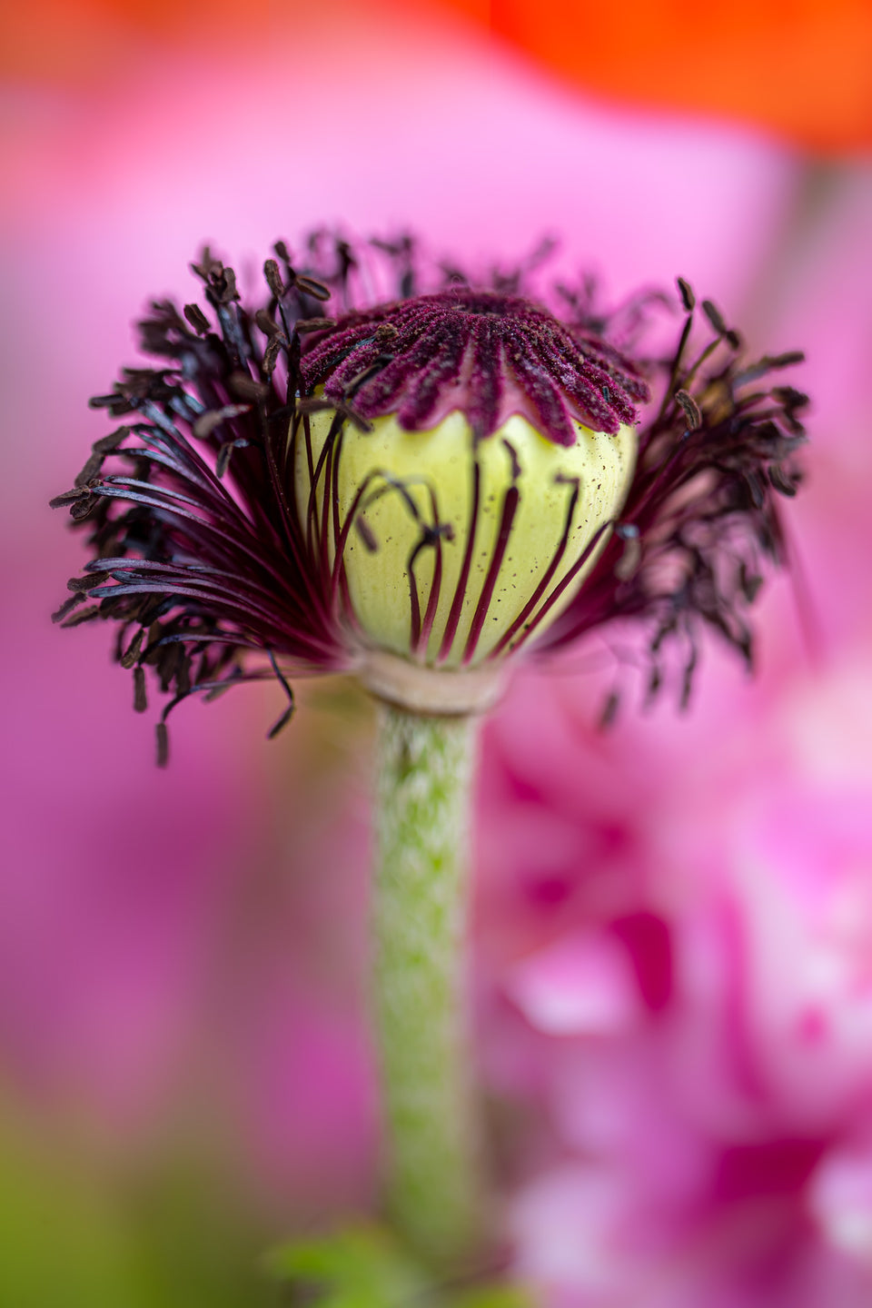 Poppy 12