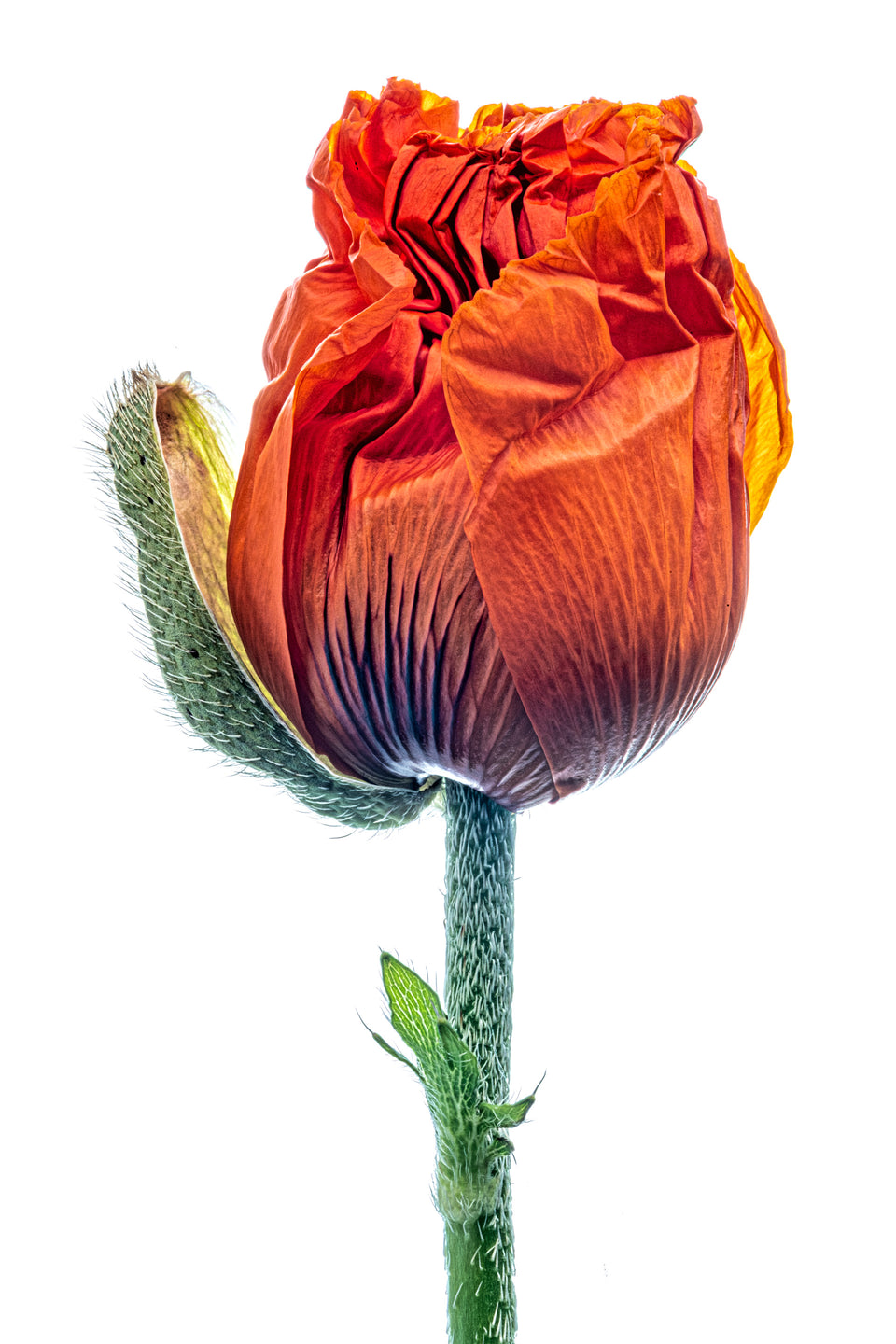 Poppy 14