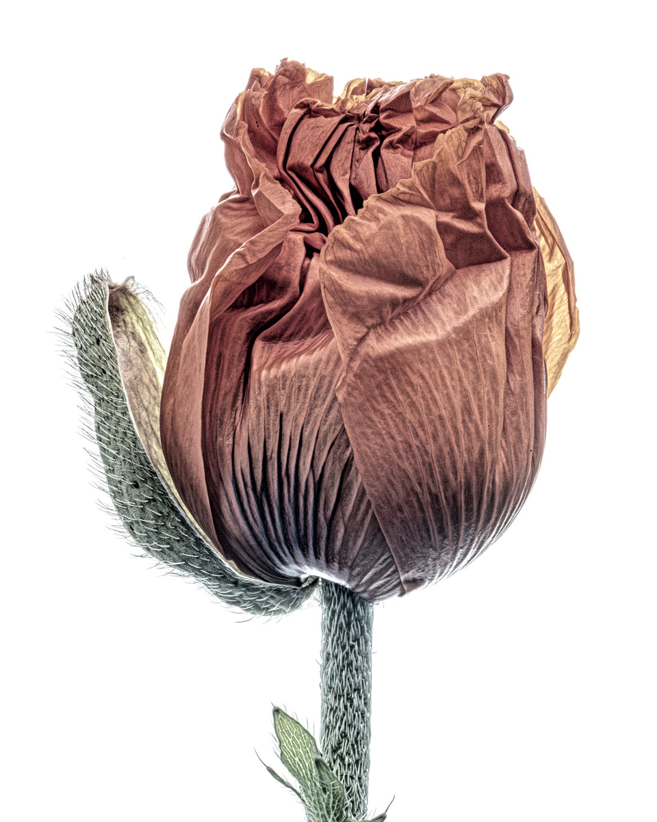 Poppy 15