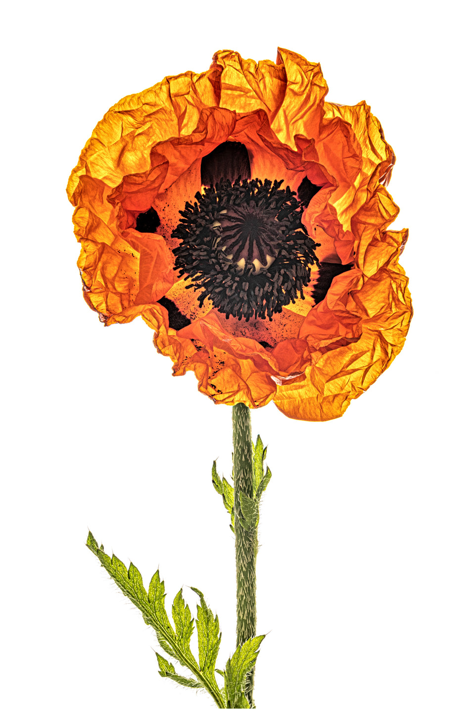 Poppy 16