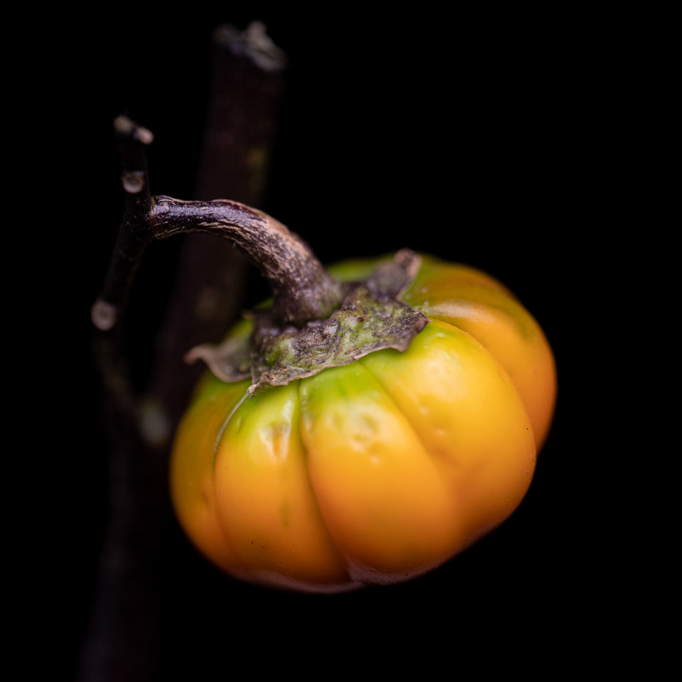 Pumpkin Tree 3