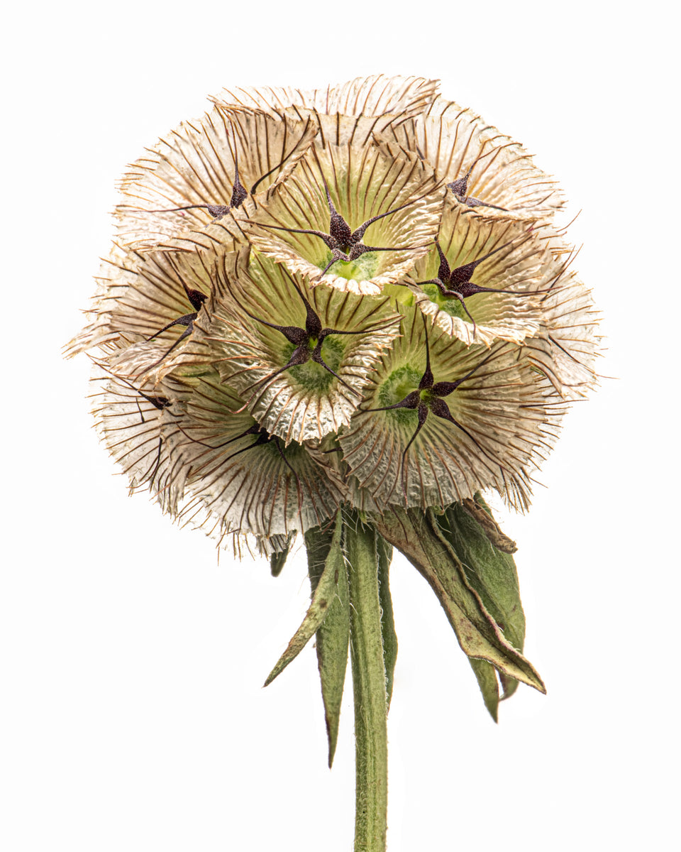 Starflower 4