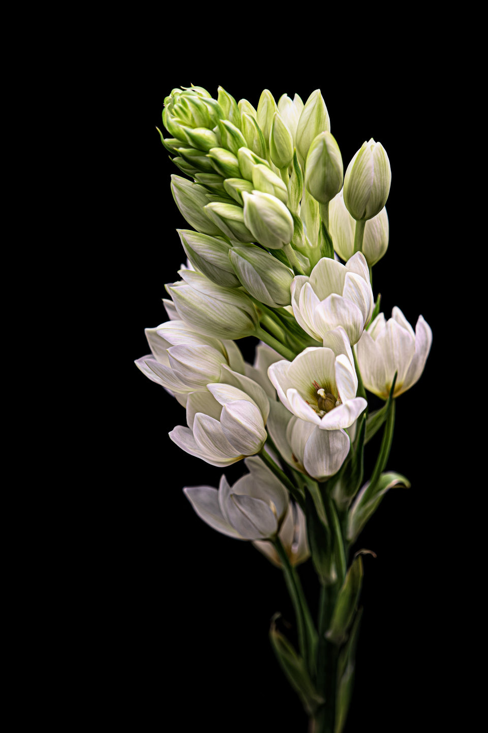 Star of Bethlehem 1