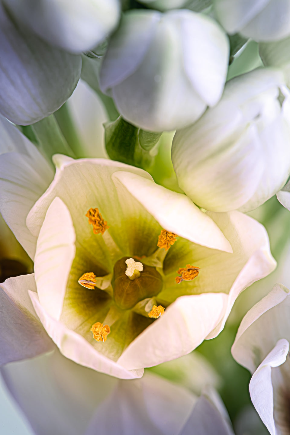Star of Bethlehem 3
