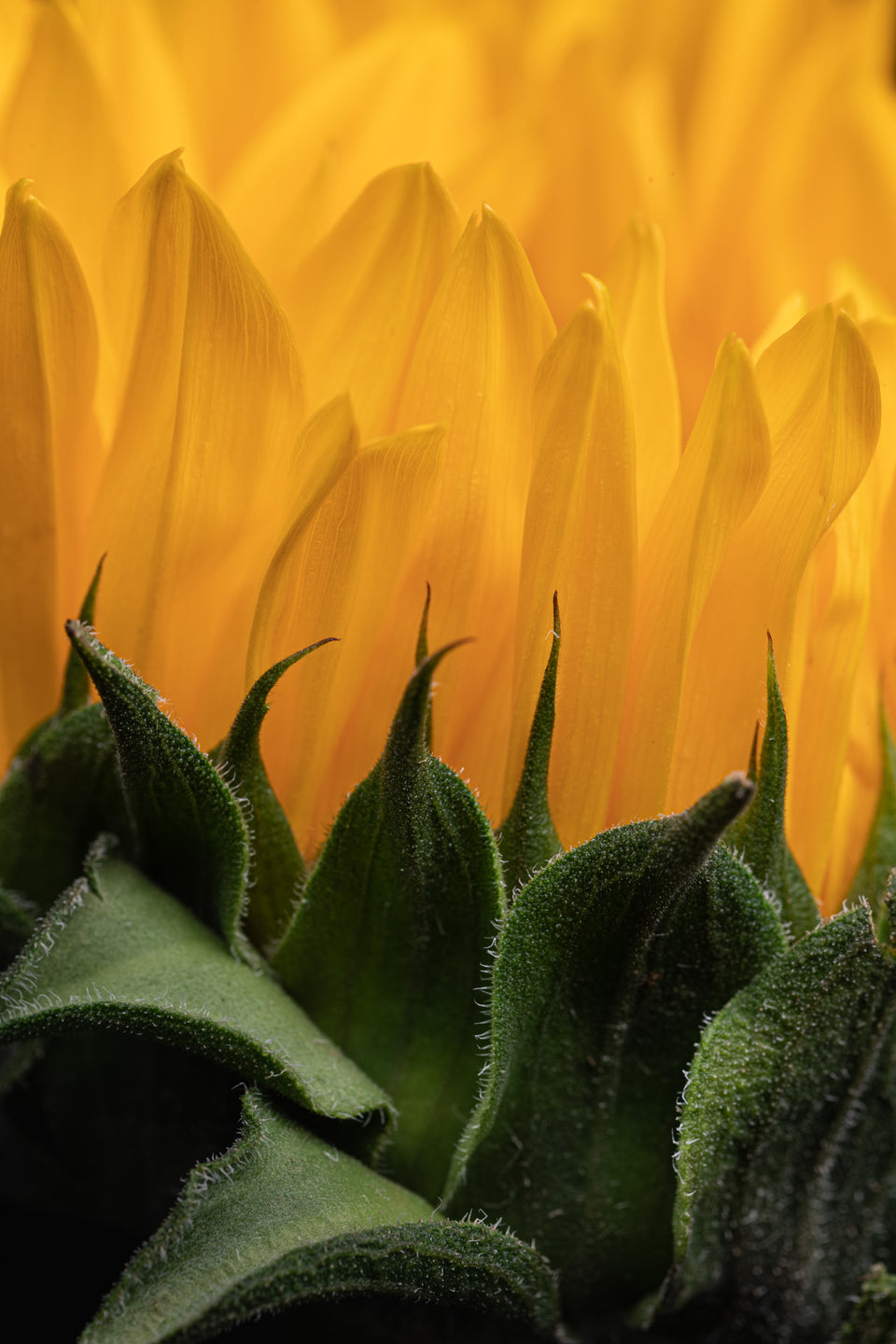Sunflower 10