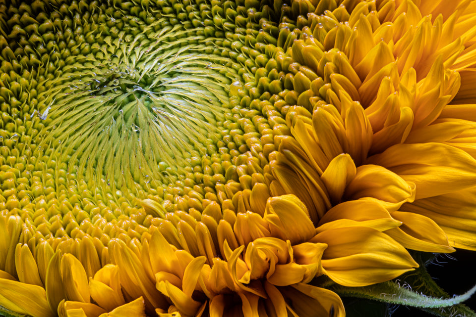Sunflower 18