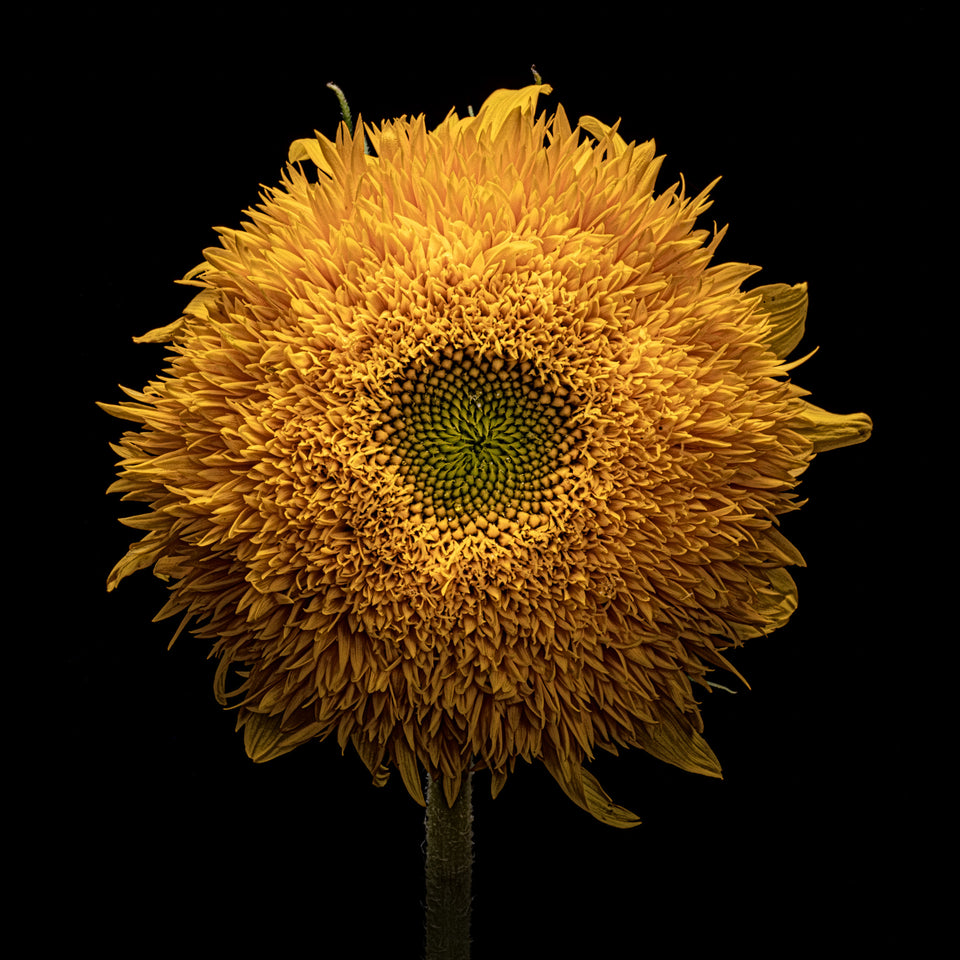 Sunflower 19