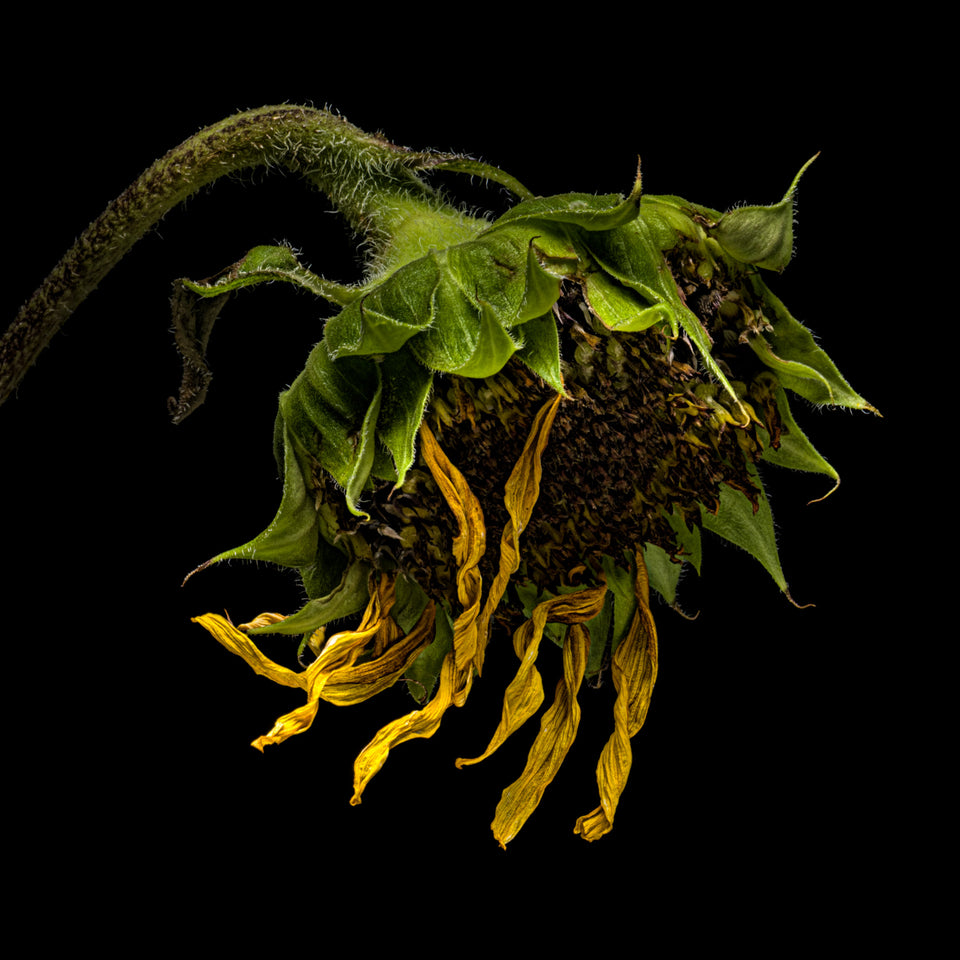 Sunflower 27