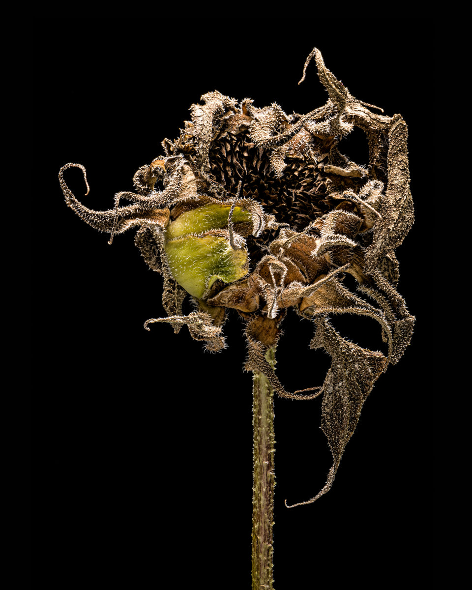 Sunflower 39