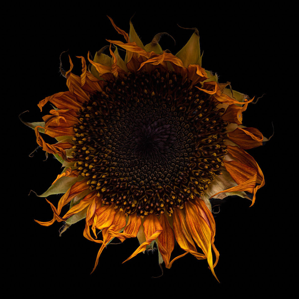 Sunflower 4