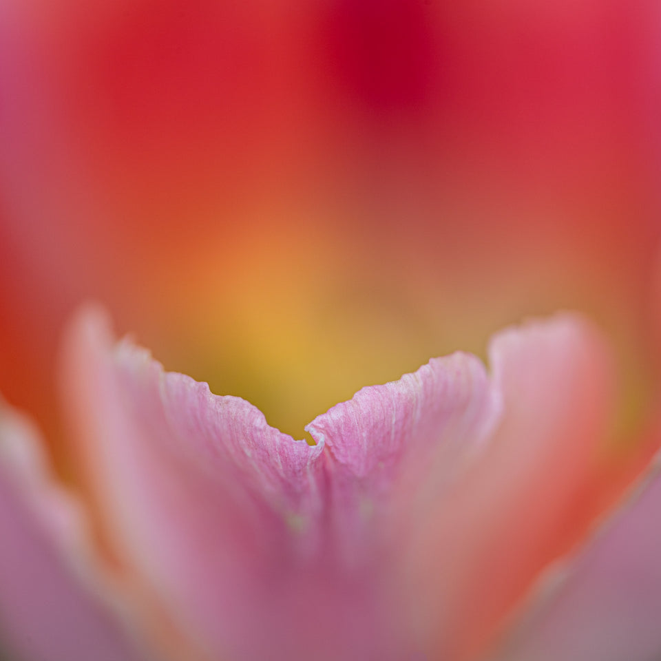 Tulip 1