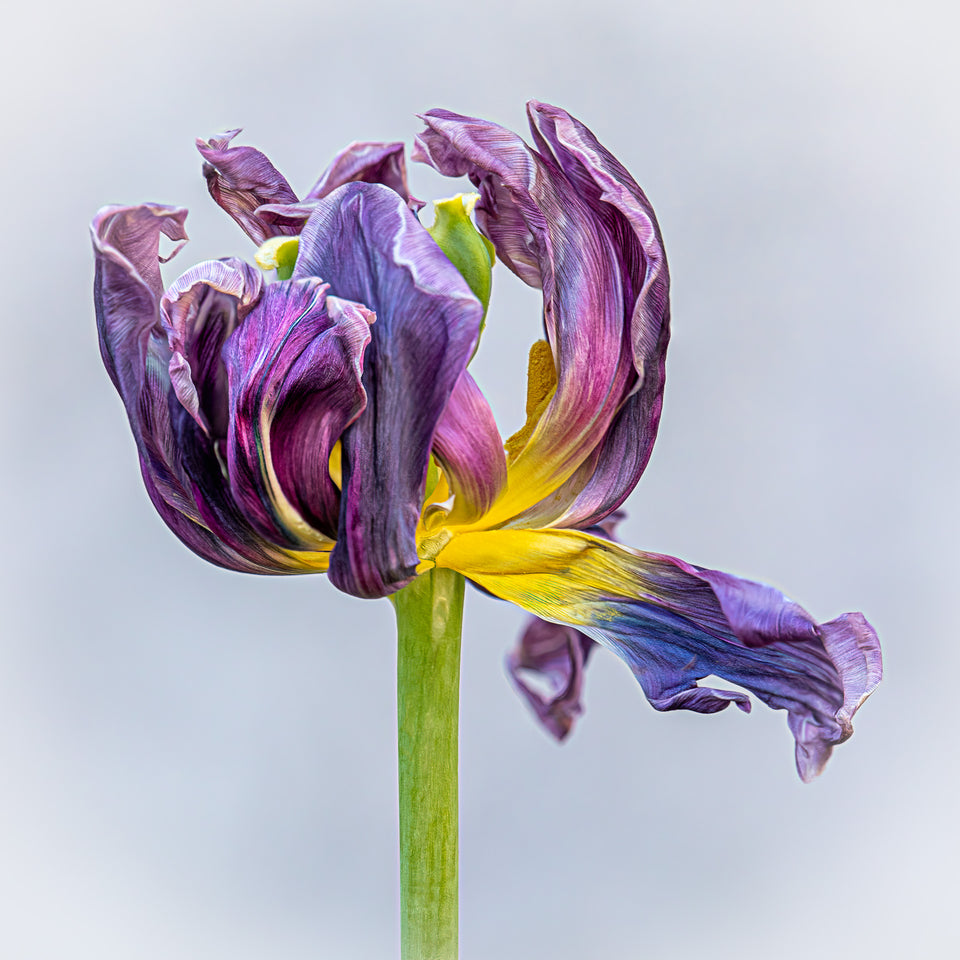 Tulip 16