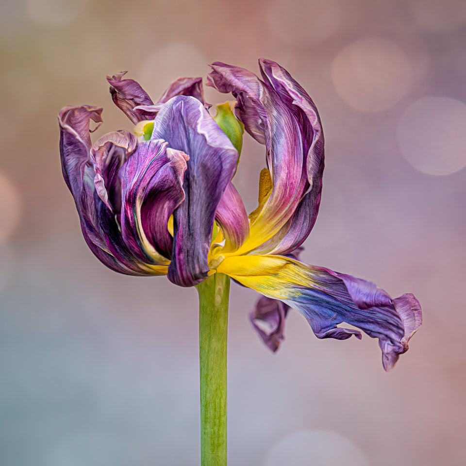 Tulip 17