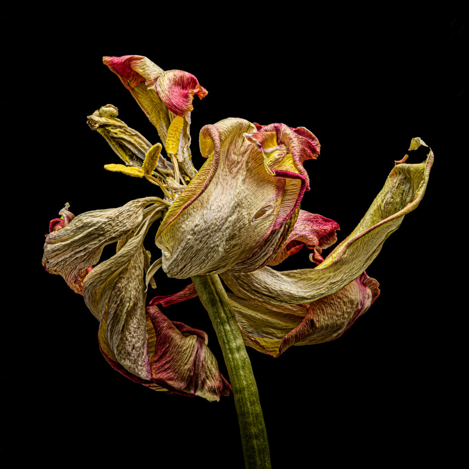 Tulip 18