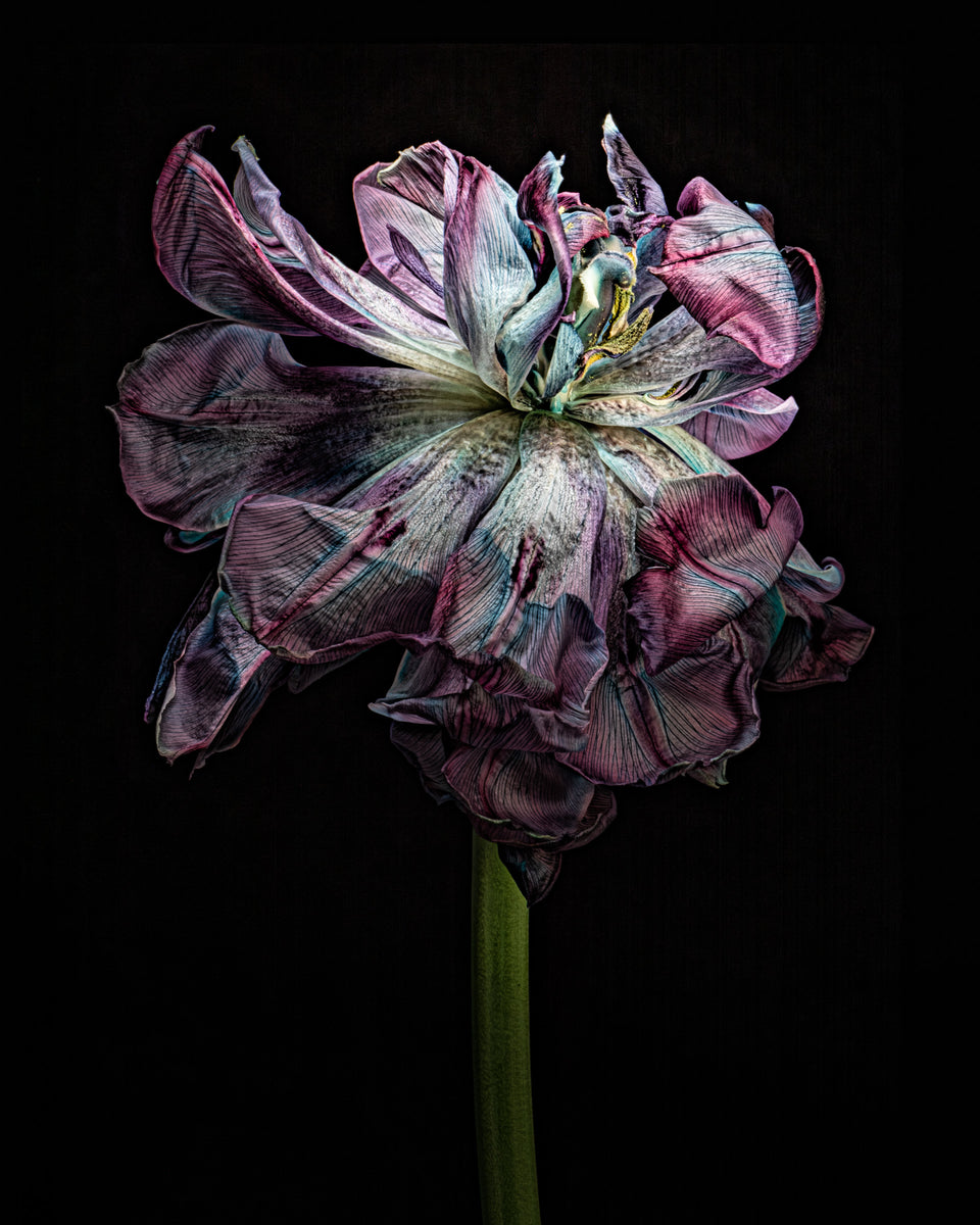 Tulip 29