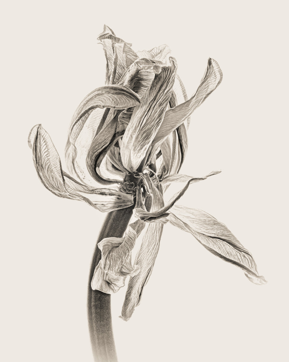 Tulip 30