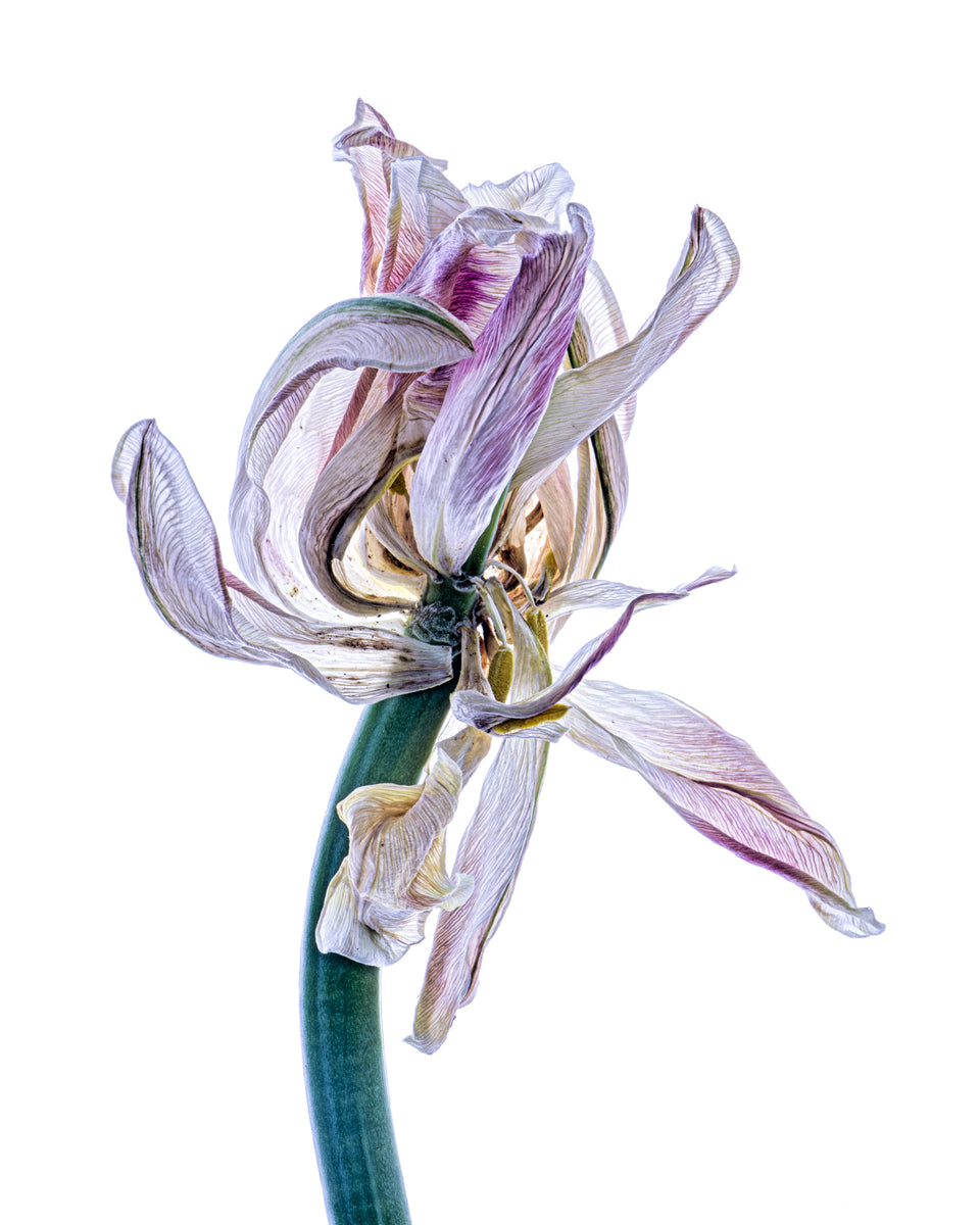 Tulip 31
