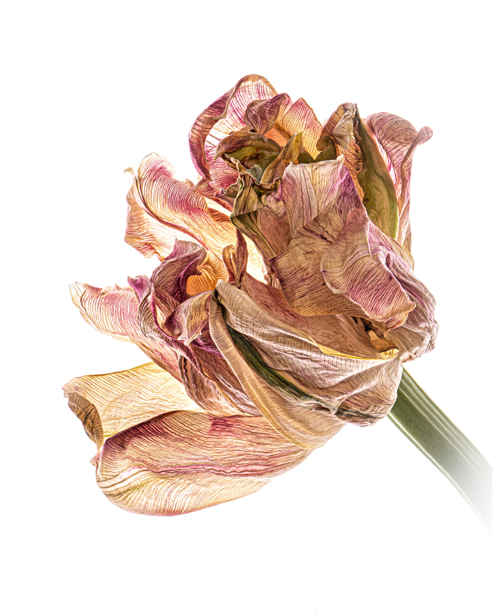 Tulip 32