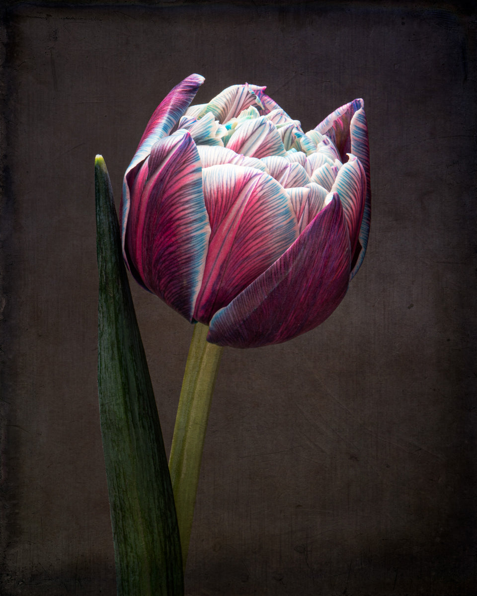 Tulip 33
