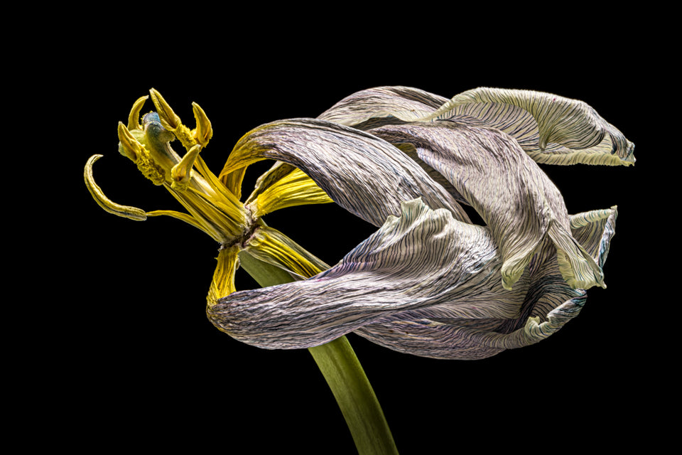 Tulip 35