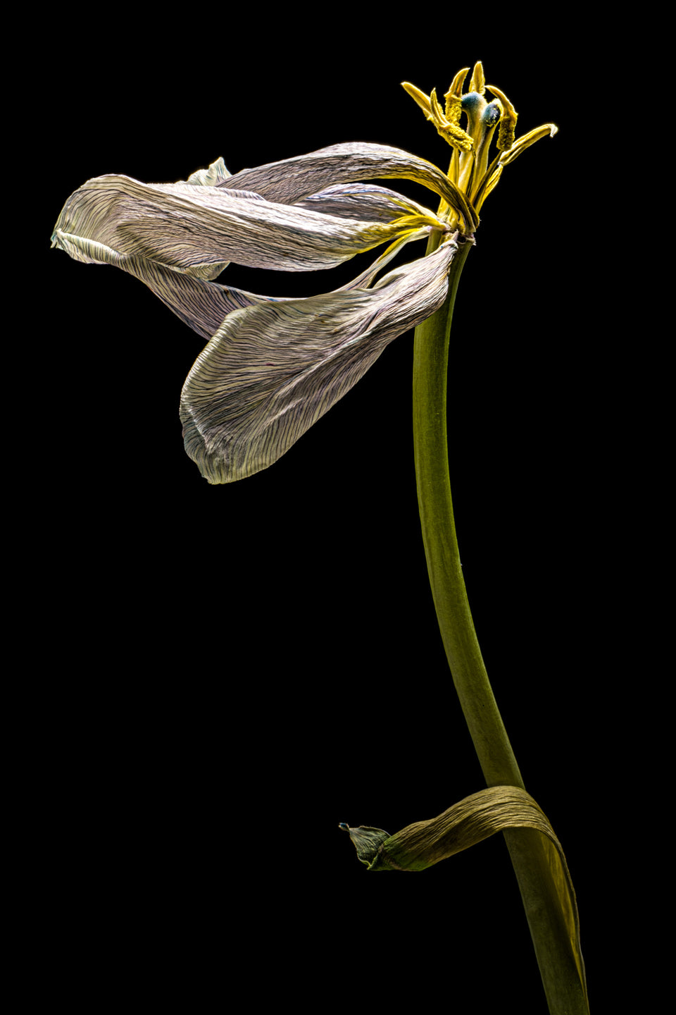 Tulip 36