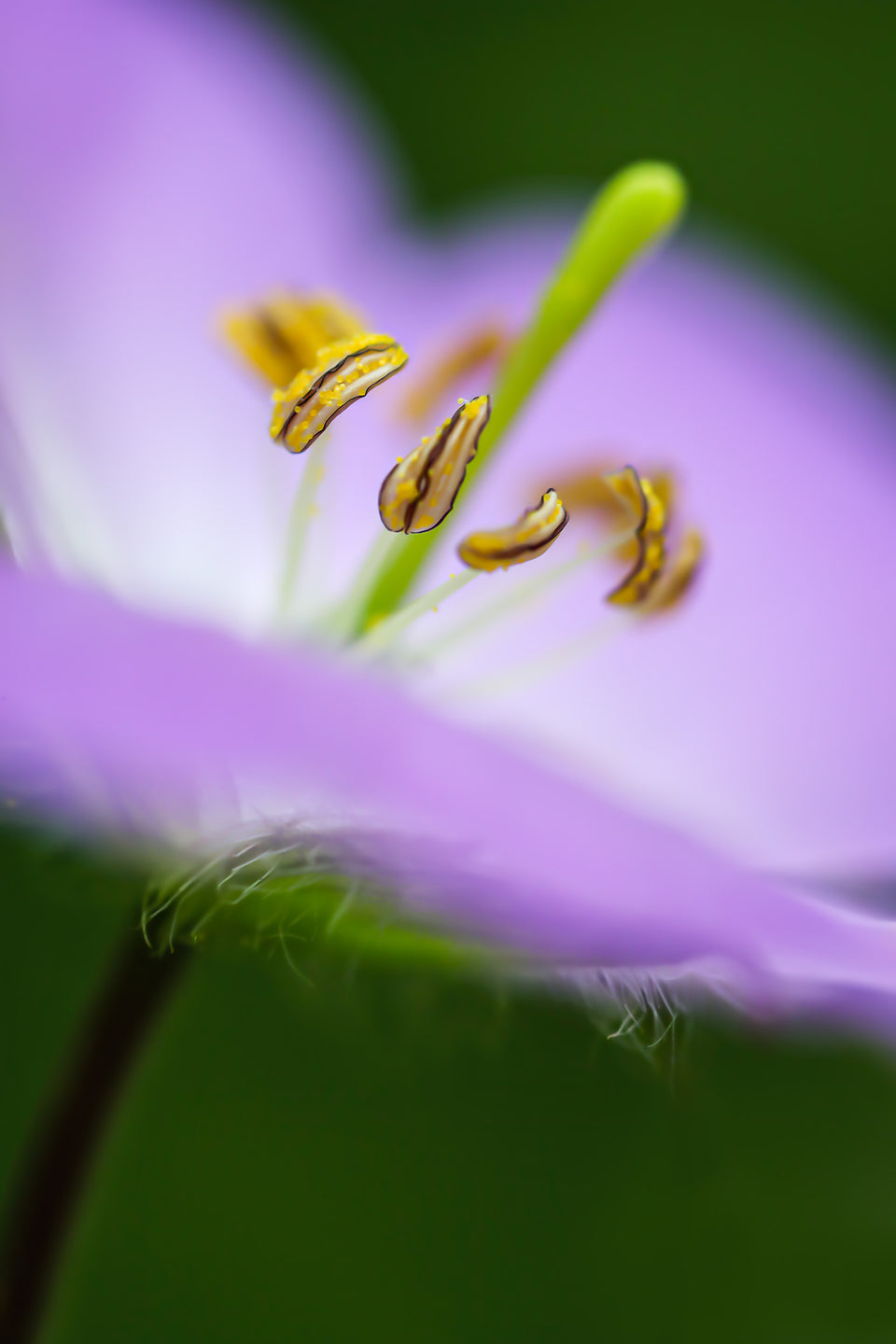 Wild Geranium 1