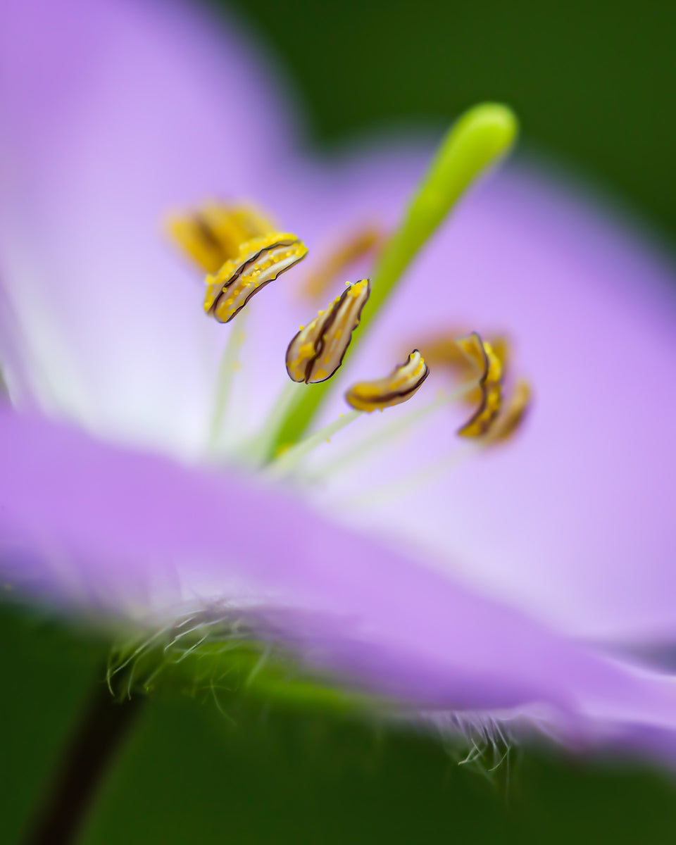 Wild Geranium 1