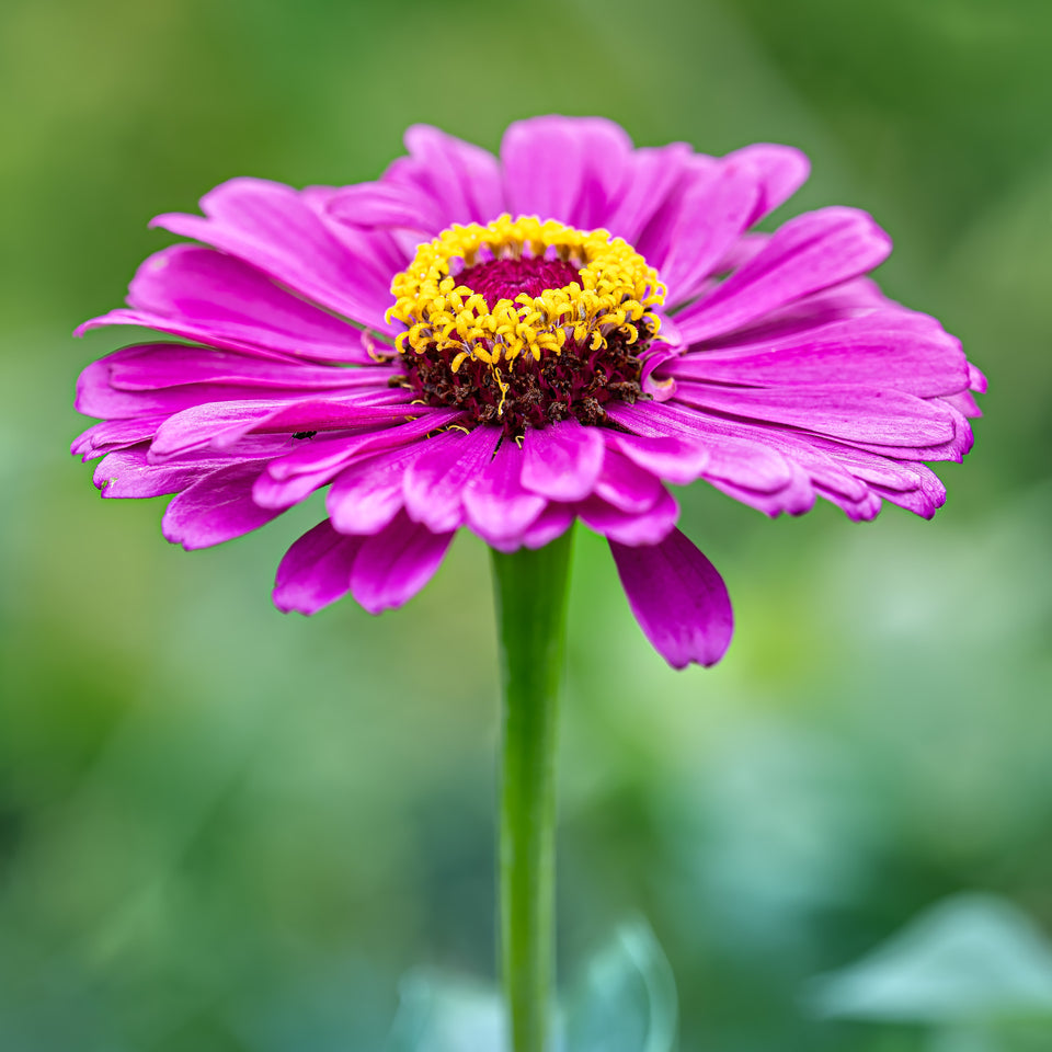 Zinnia 1