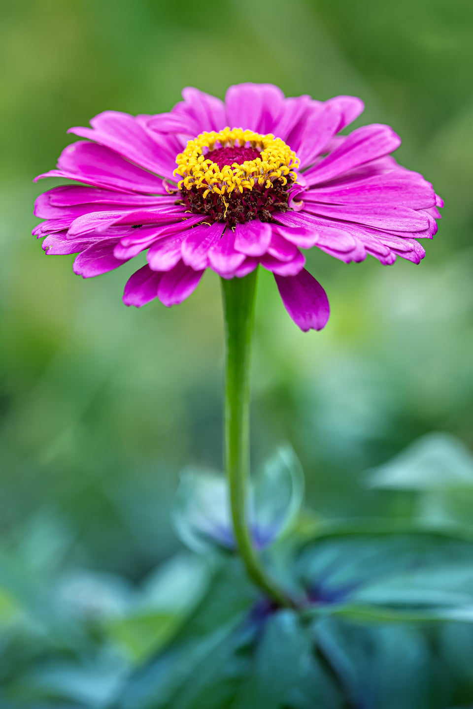 Zinnia 1