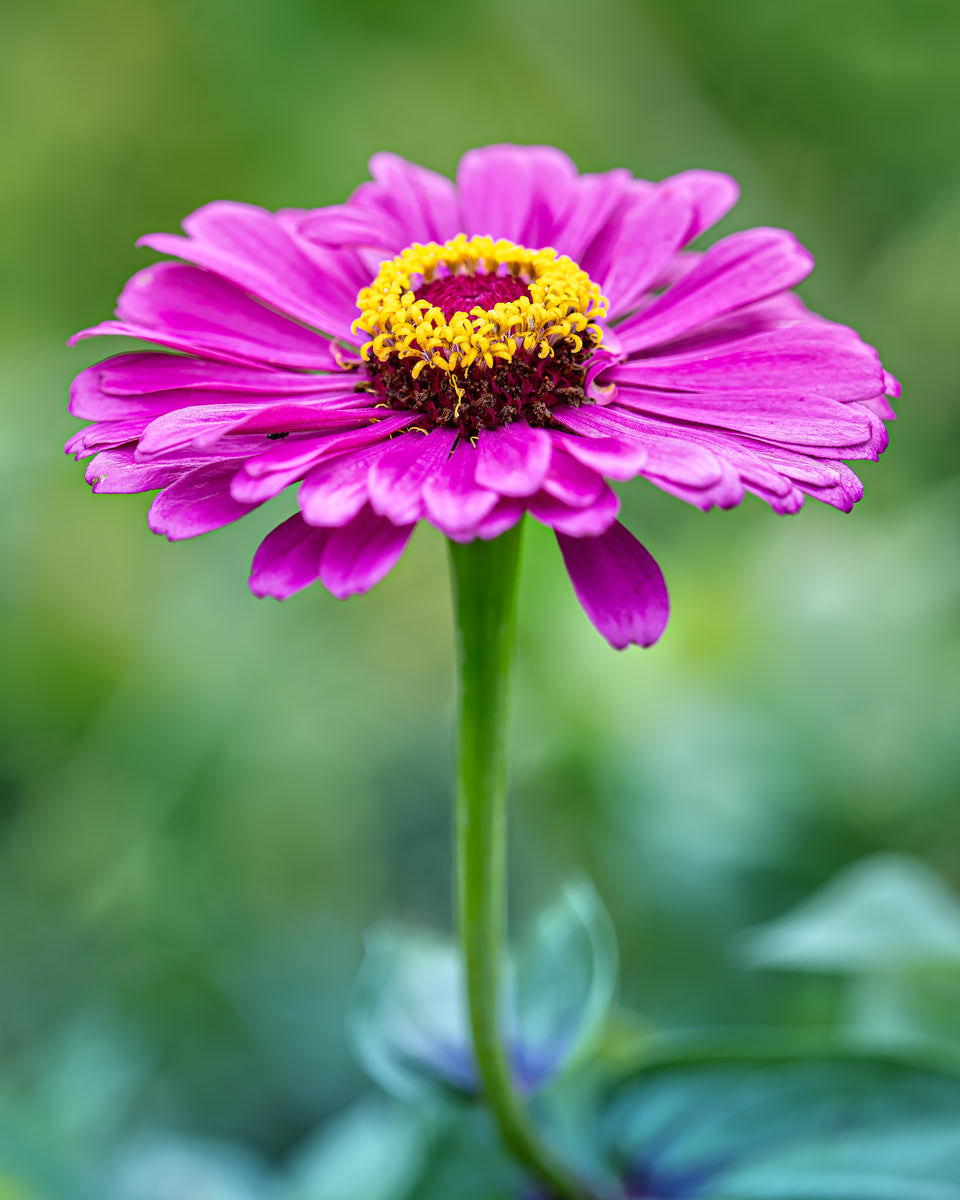 Zinnia 1