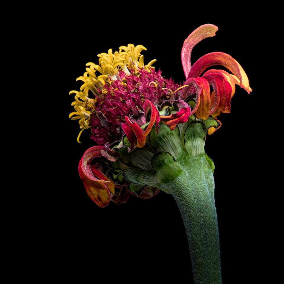 Zinnia 12