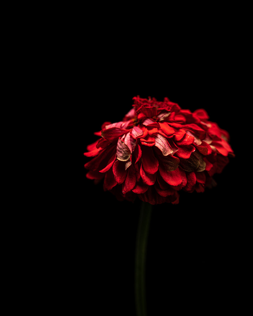 Zinnia 24