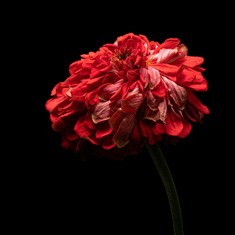 Zinnia 25