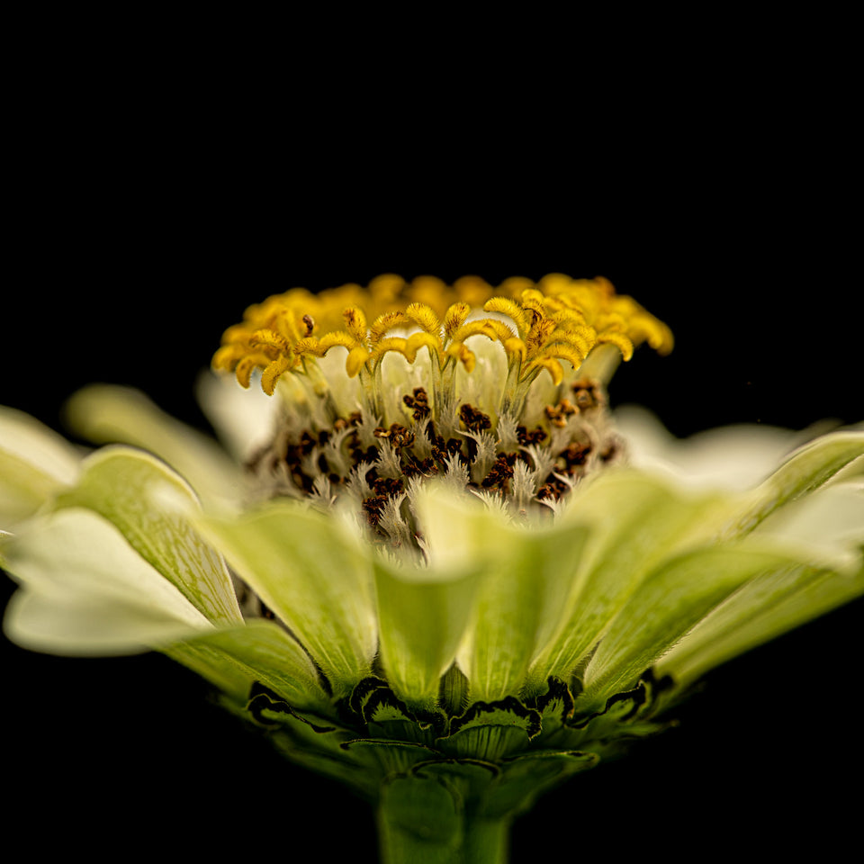 Zinnia 31