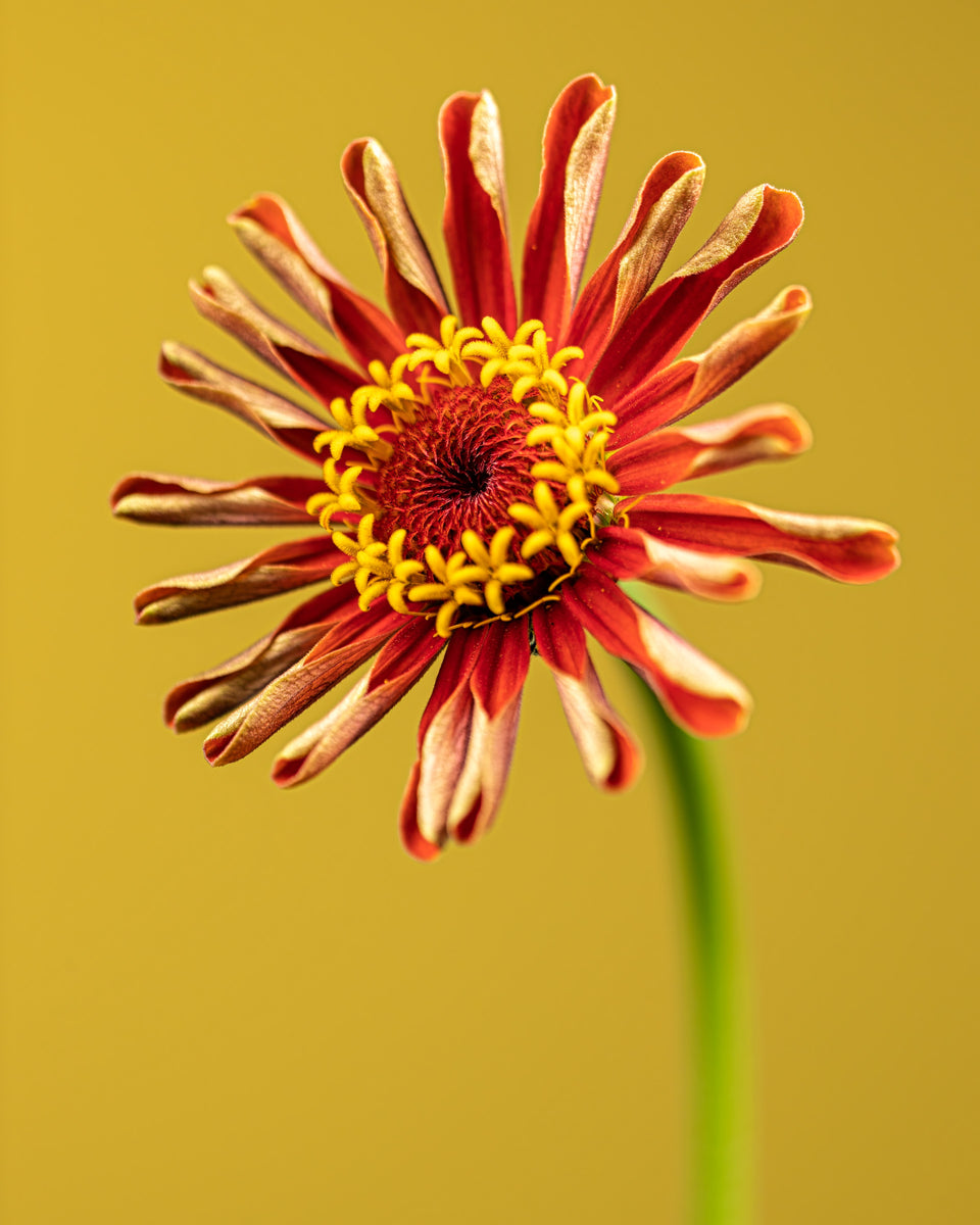 Zinnia 34