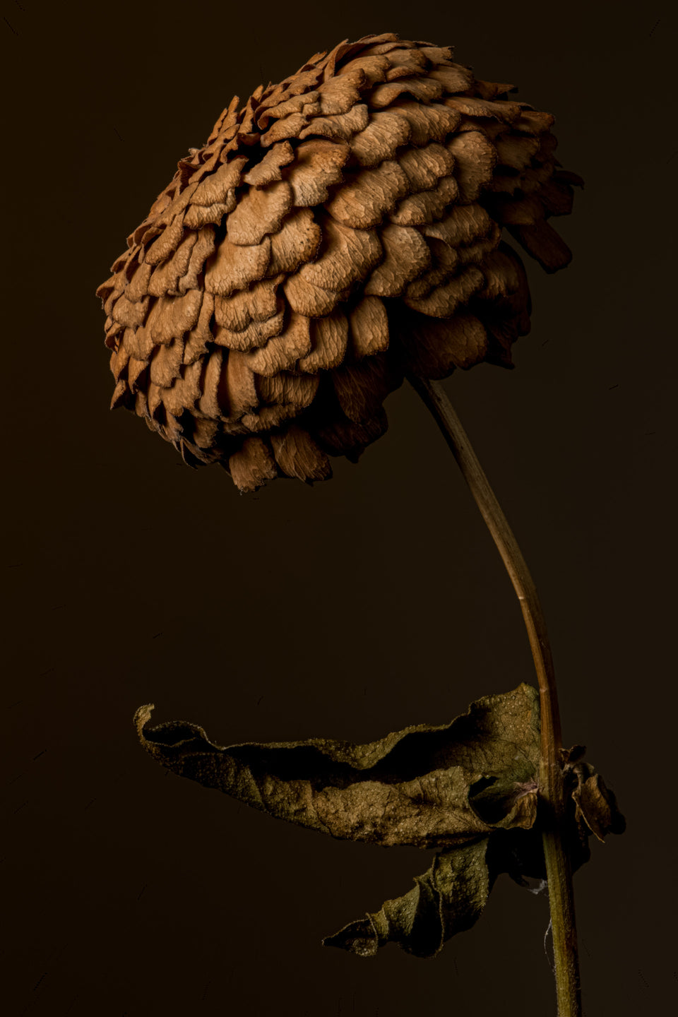 Zinnia 35