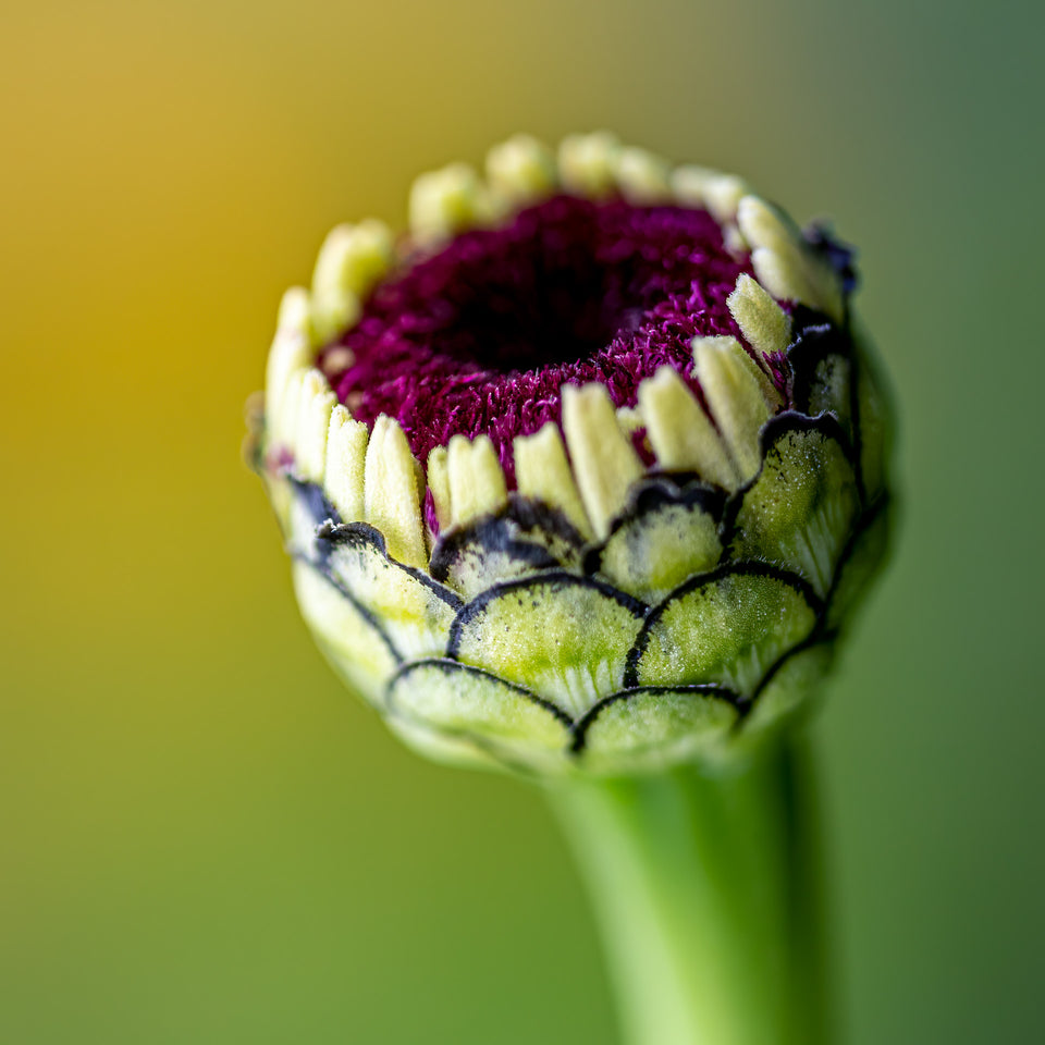 Zinnia 3