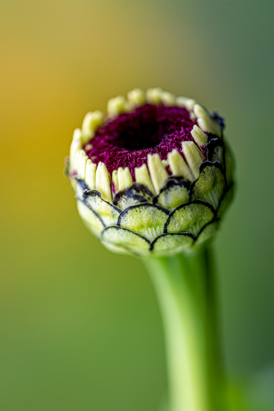 Zinnia 3